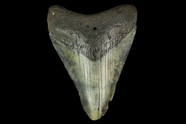 3.14" Fossil Megalodon Tooth - North Carolina